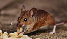 24 Hour & Emergency Exterminators in Agawam, MA